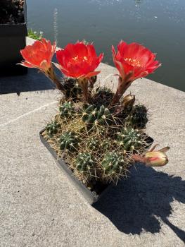 Preview: Lobivia hertrichiana